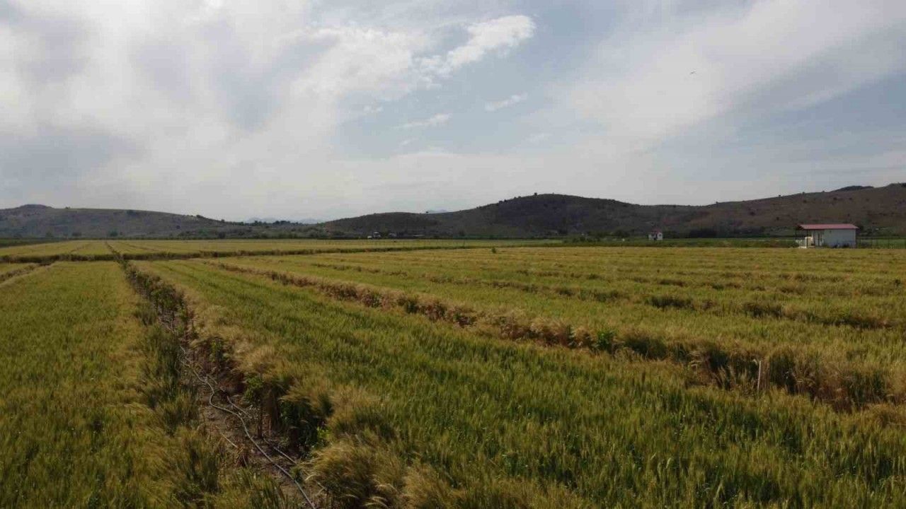 Çukurova’da yağışlarla yüzü gülen üretici hasat için gün sayıyor