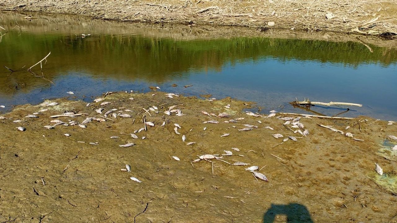 Menderes kurudu, yüzlerce balık ölmeye başladı