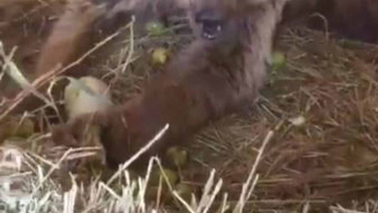 Hakkari’de yaralı halde bulunan ayı hayati tehlikeyi atlattı