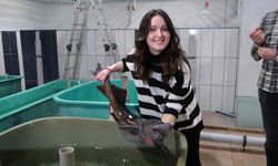 250 milyon yıllık geçmişi olan Mersin balığı gelecek nesillere aktarılmaya çalışılıyor