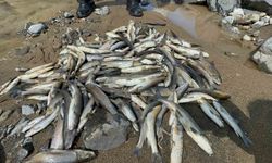 Engiz Çayı’ndaki balık ölümlerinin nedeni ’beton’