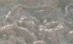 Elazığ’da su kuyusu kazısında, 3 metrelik yılan çıktı