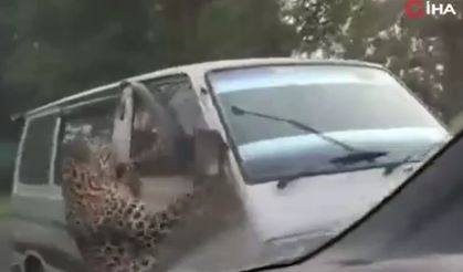 Hindistan’da leopar çevredekilere saldırdı: 13 yaralı