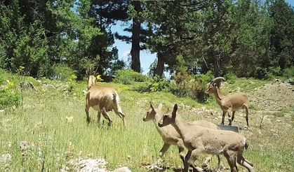 Burdur’da doğaya salınan yaban keçileri üremeye başladı