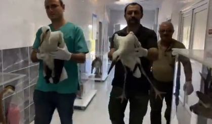 Göç sırasında yaralanan leylekler, tedavisinin ardından doğaya bırakıldı