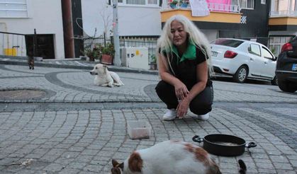 19 yıldır sokak kedilerine annelik yapıyor