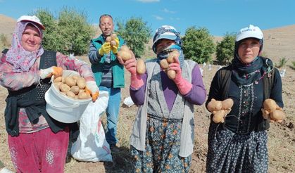 Fazla güneş aldığı için ayrı bir lezzeti olan ‘agria’ cinsi patateste hasat başladı