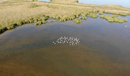 Flamingolar göç öncesi Tokat’ta görüntülendi