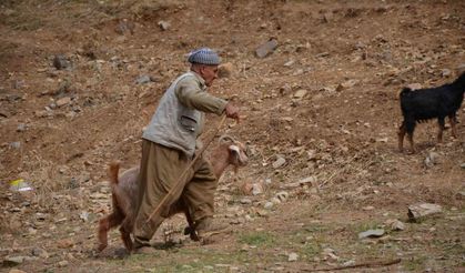 Şırnak’ta 35 bin lira maaş alan çobanlar tatile girdi