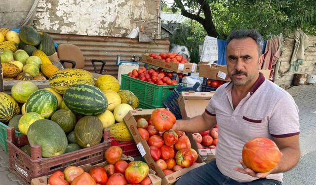 Ata tohumundan üretilen 1 kiloluk domates ele avuca sığmıyor