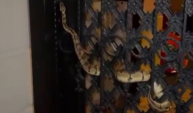 Bahçe kapısına dolanan pitonu görenler gözlerine inanamadı