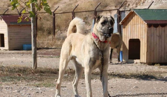 Uzmanı gerçek kangal köpeklerinin özelliklerini anlattı