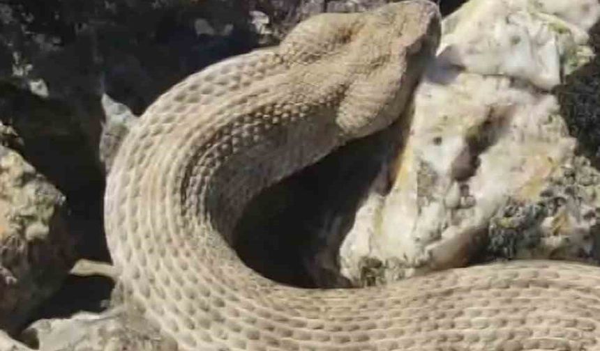 Dünyanın en zehirli yılanını kedi sever gibi sevdi